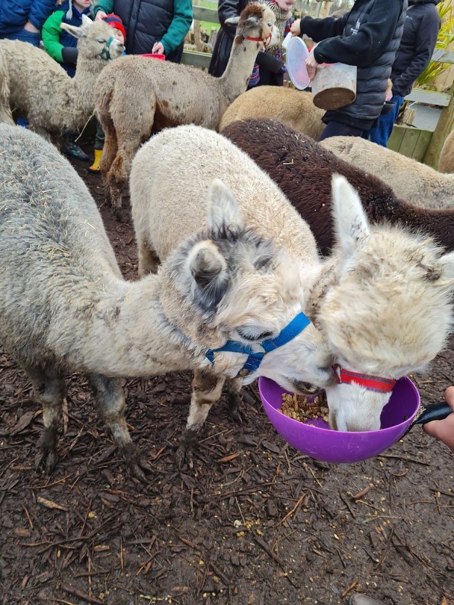 Nanny Sharon's Alpaca Farm C.I.C