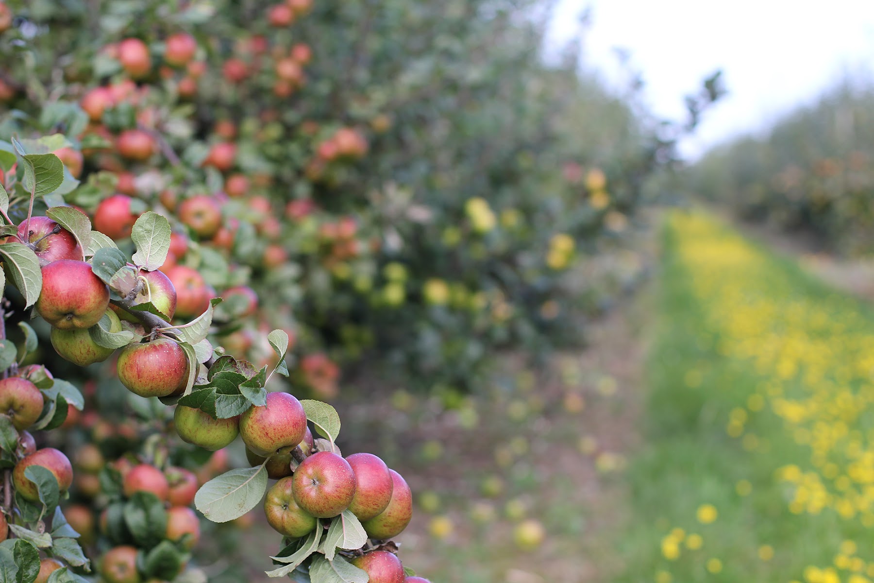 National Fruit Collection