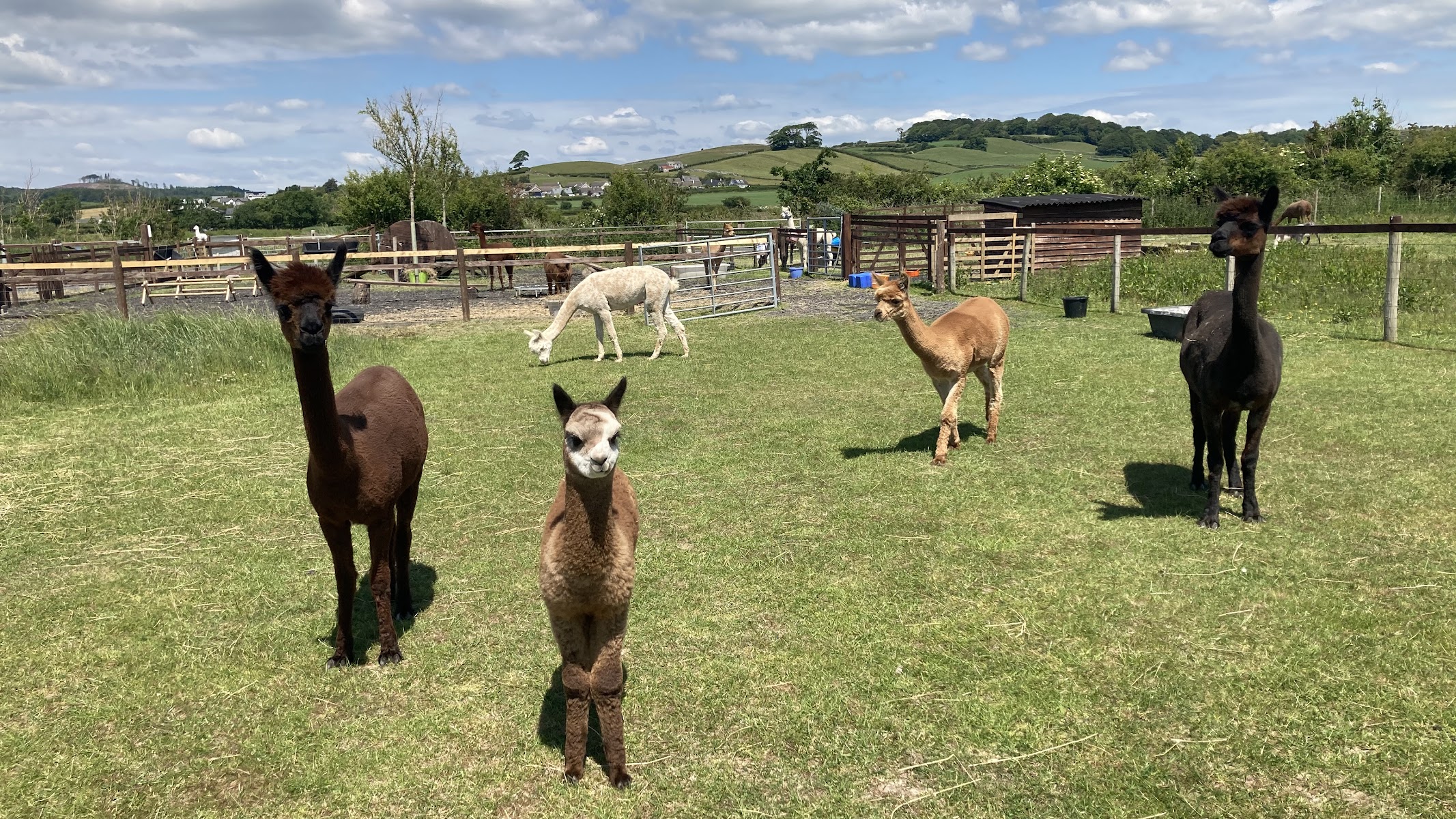 Willow Lane Alpacas