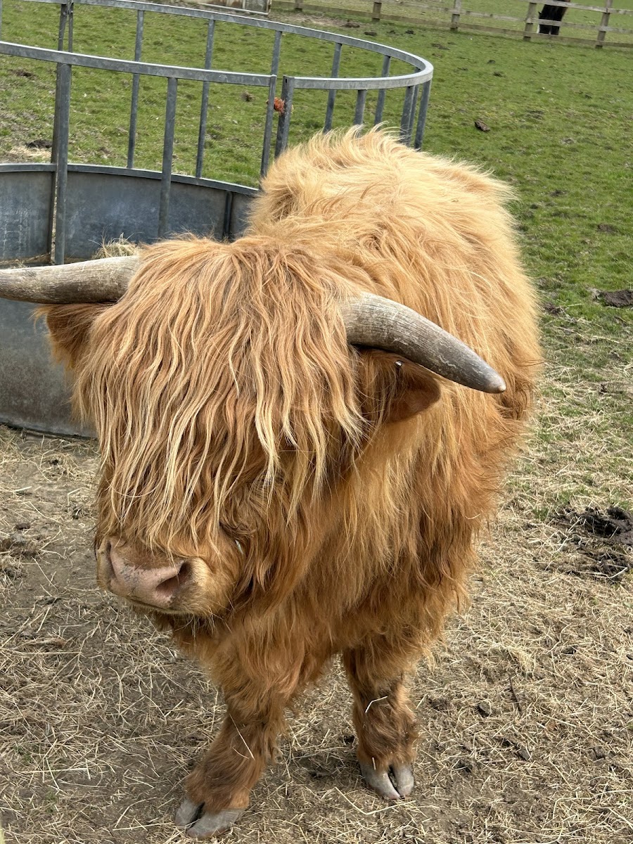 The Watering Hole Farm Gawthorpe