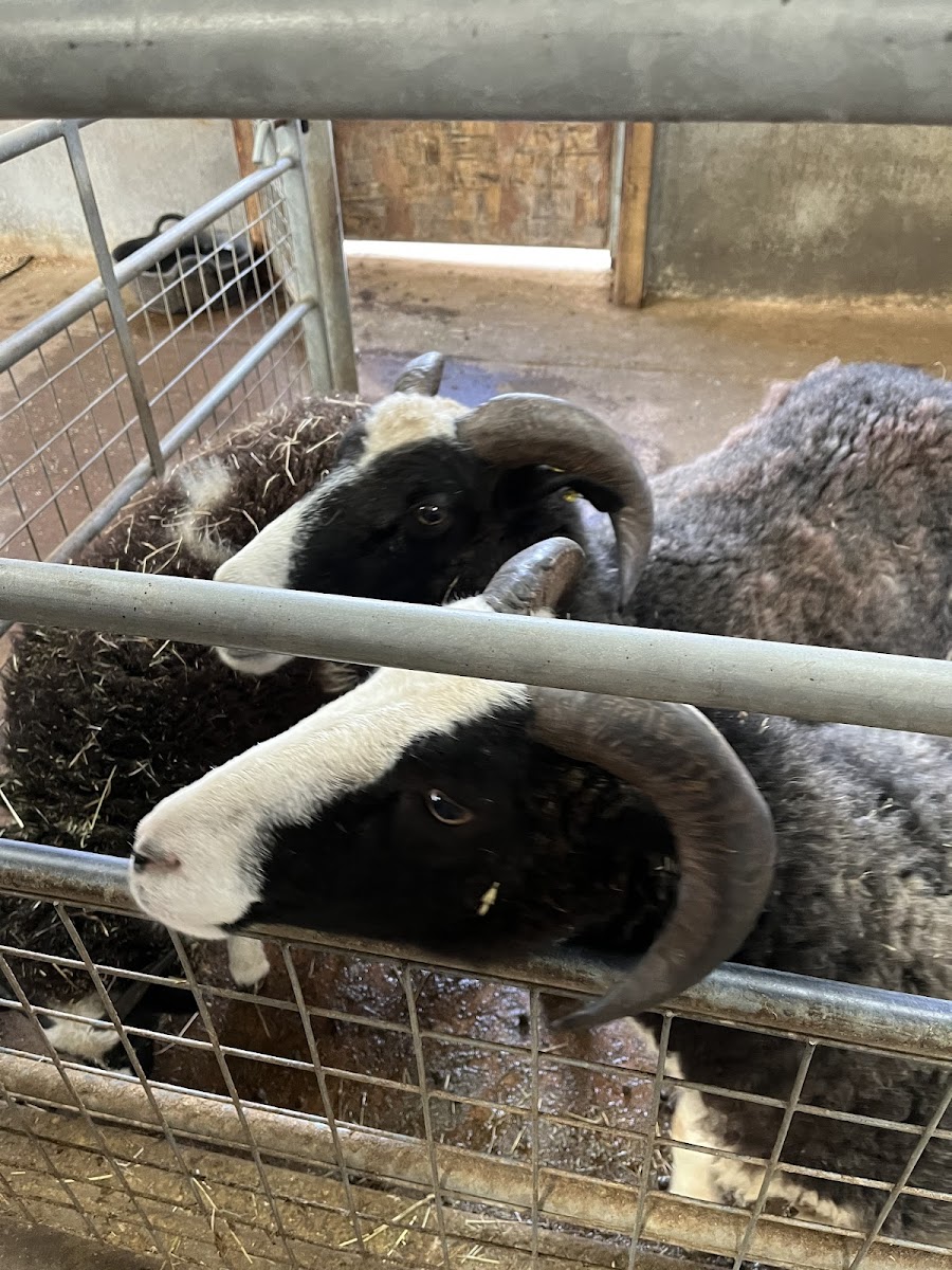 Wentworth Family Farm
