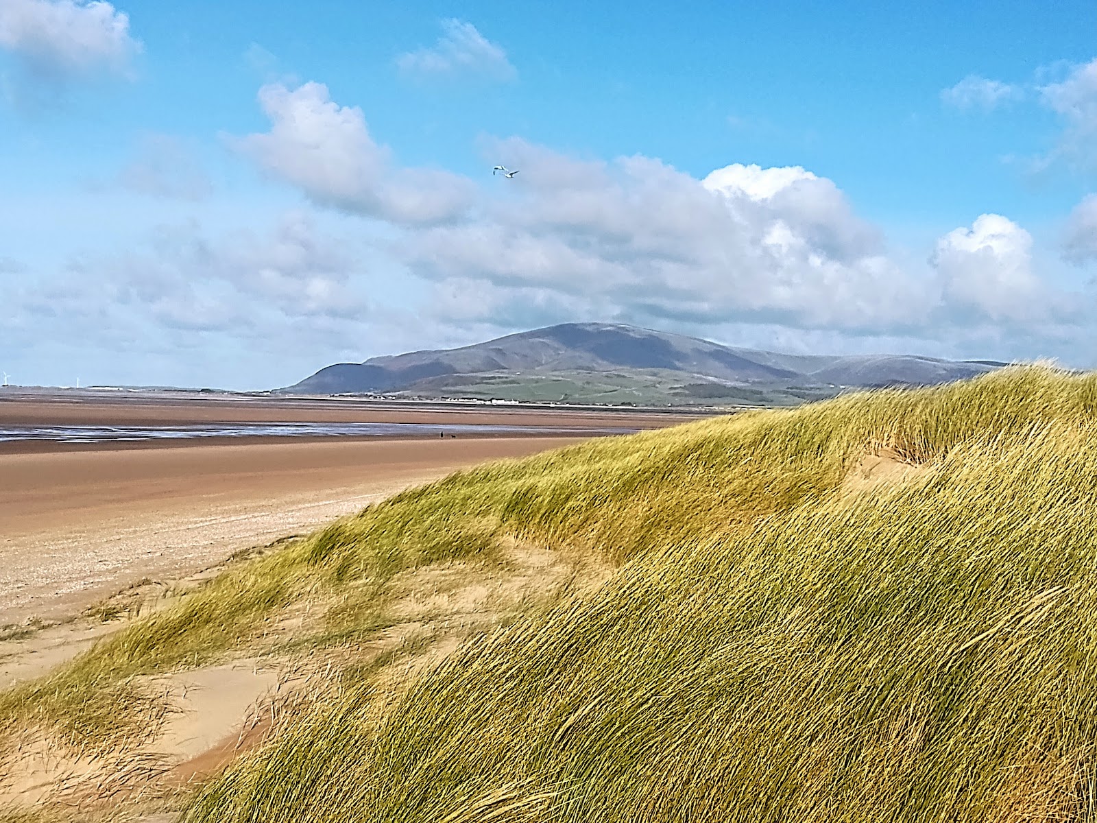Sandscale Haws Nature Reserve