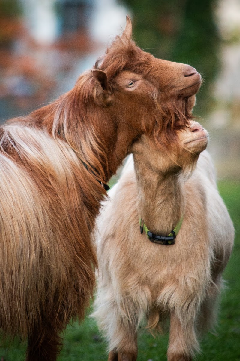 Heeley City Farm