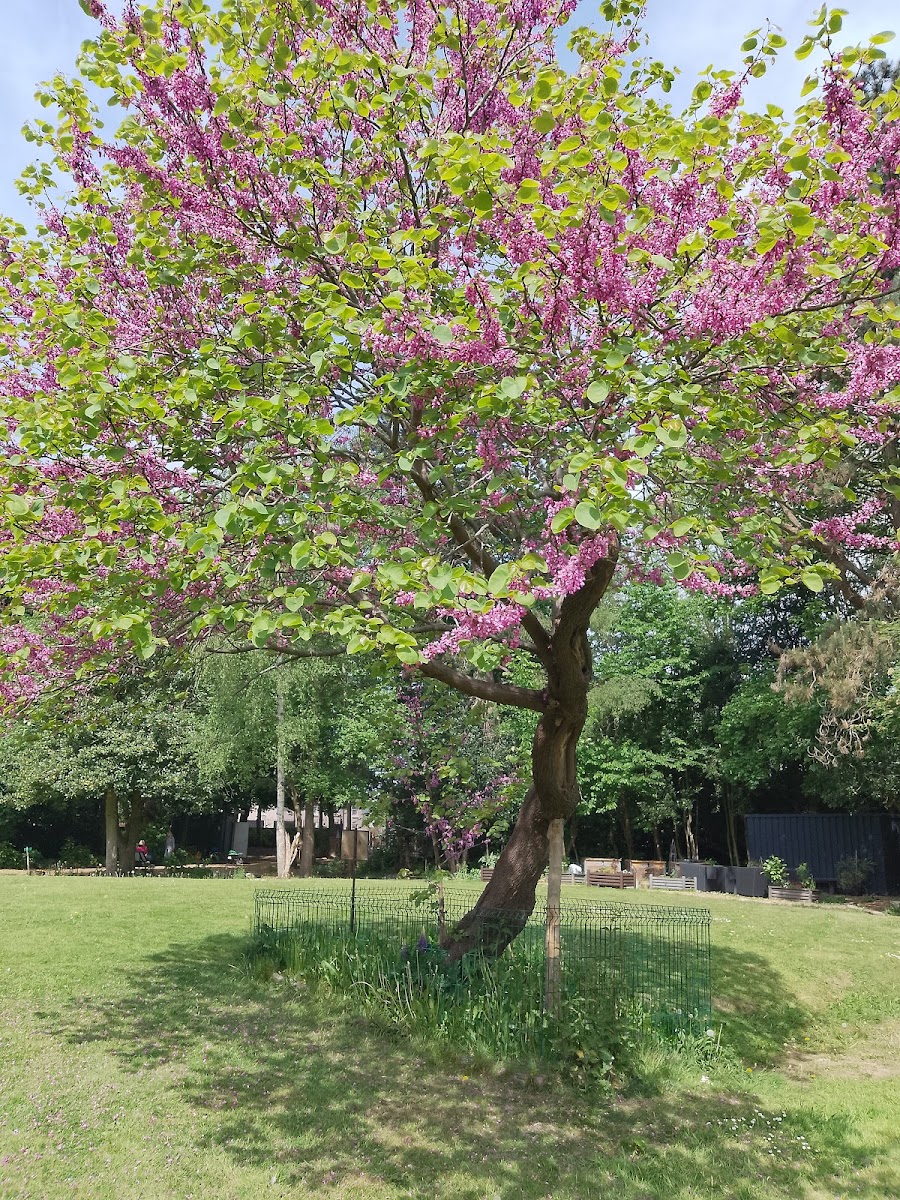 Bright Park