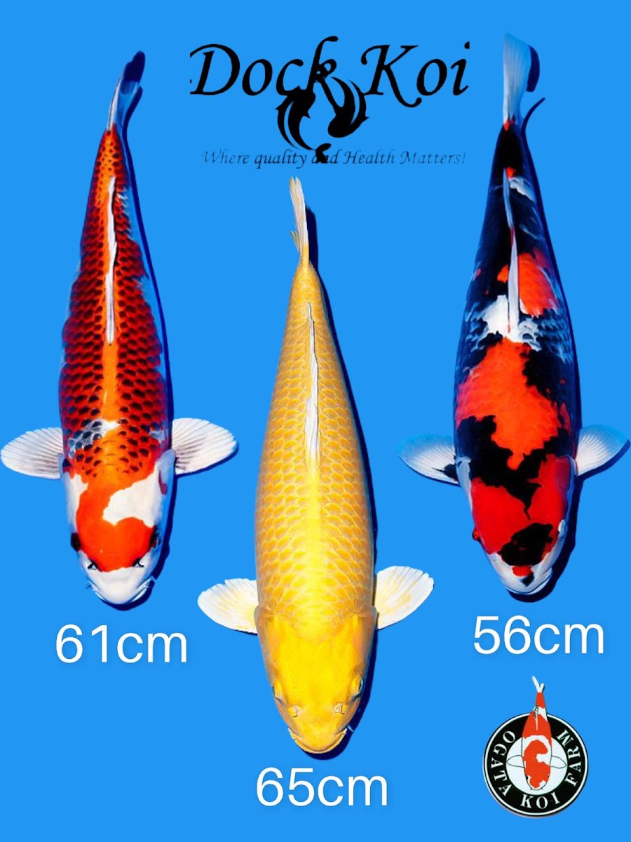 Dock Koi