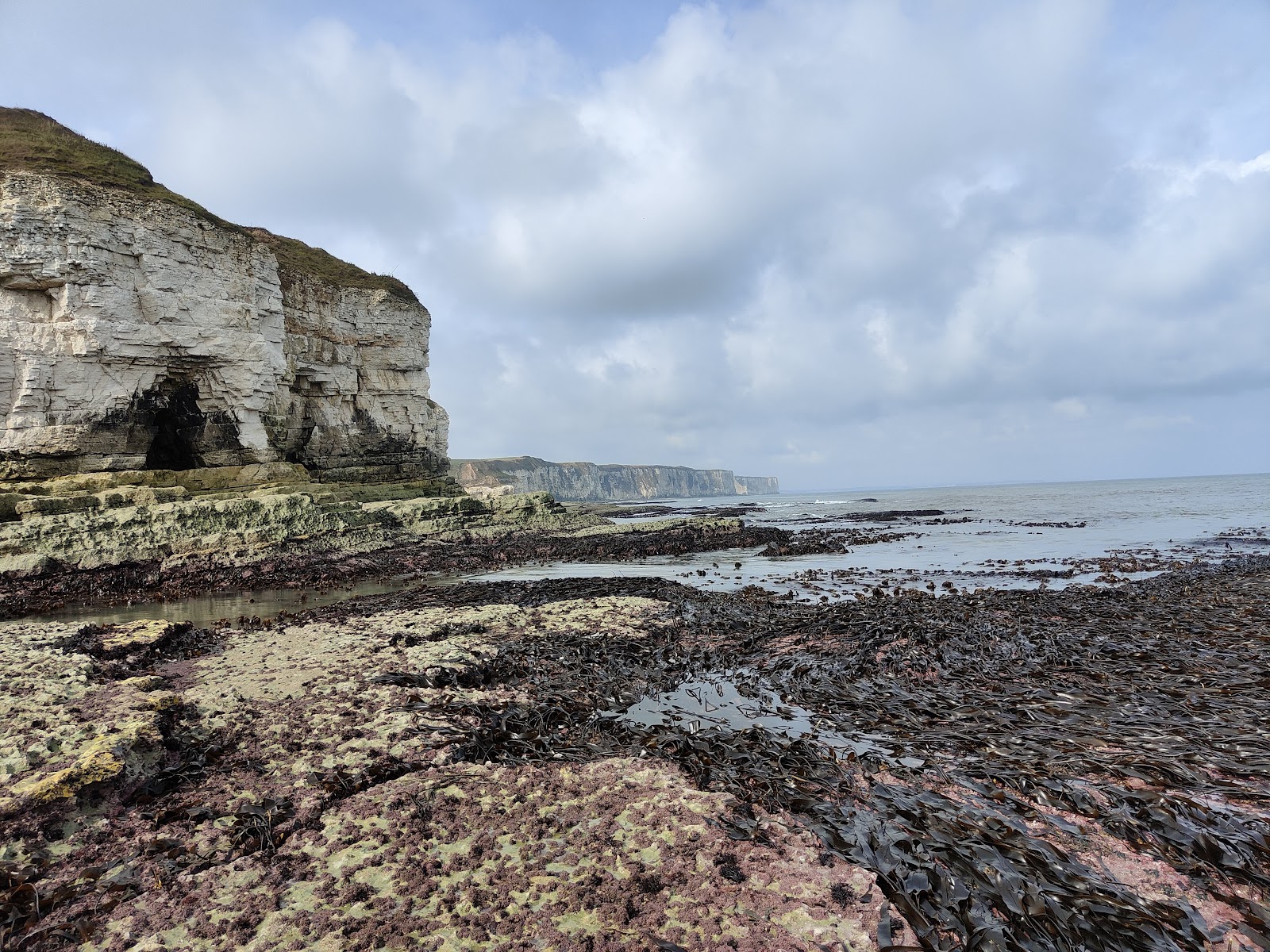 Flamborough Outer Headland LNR