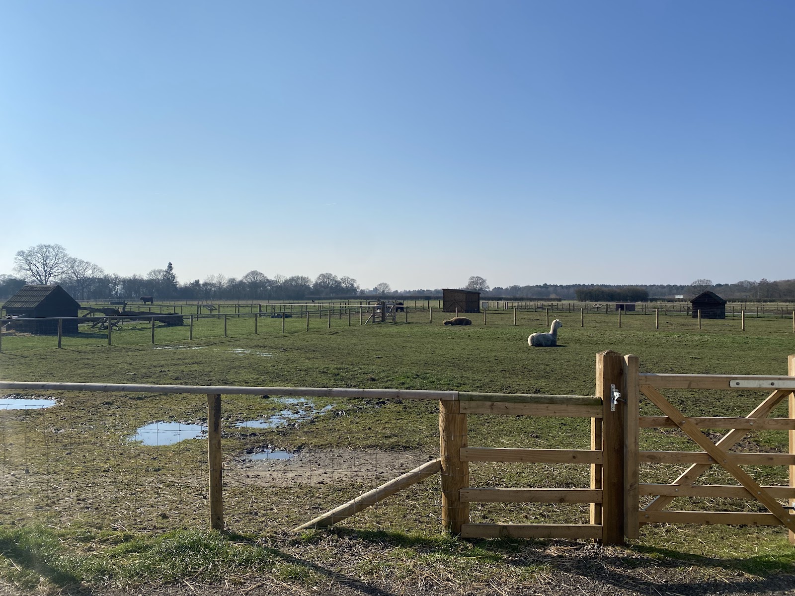 Piggy Farm