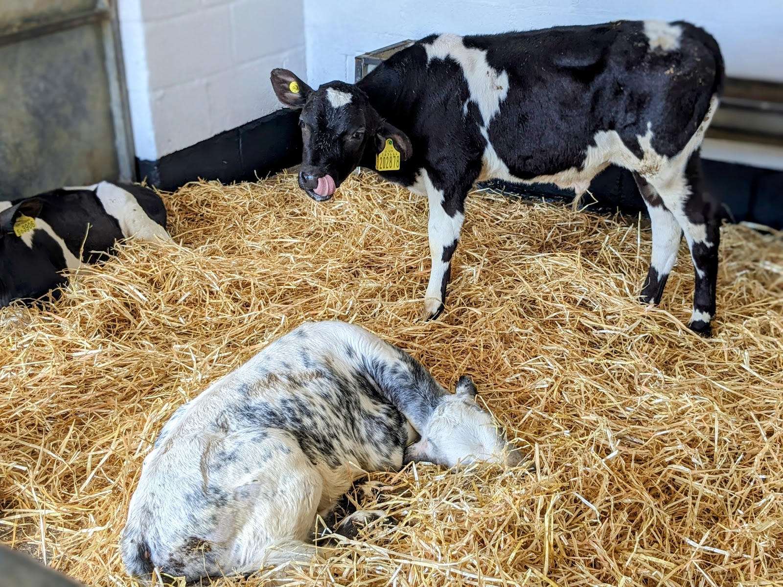 East Hull Community Farm