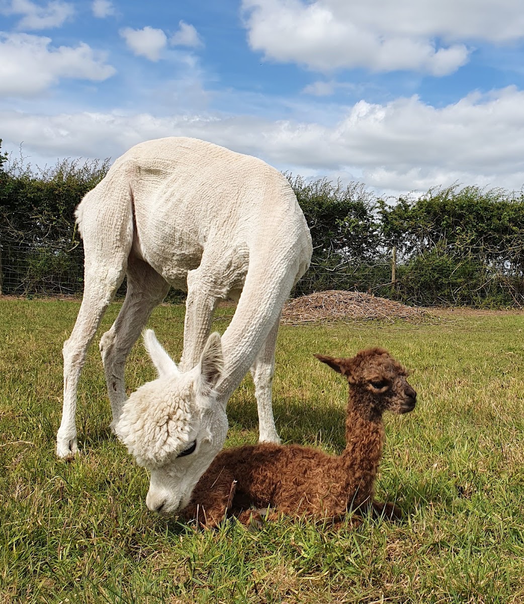 Dreamacre Farm