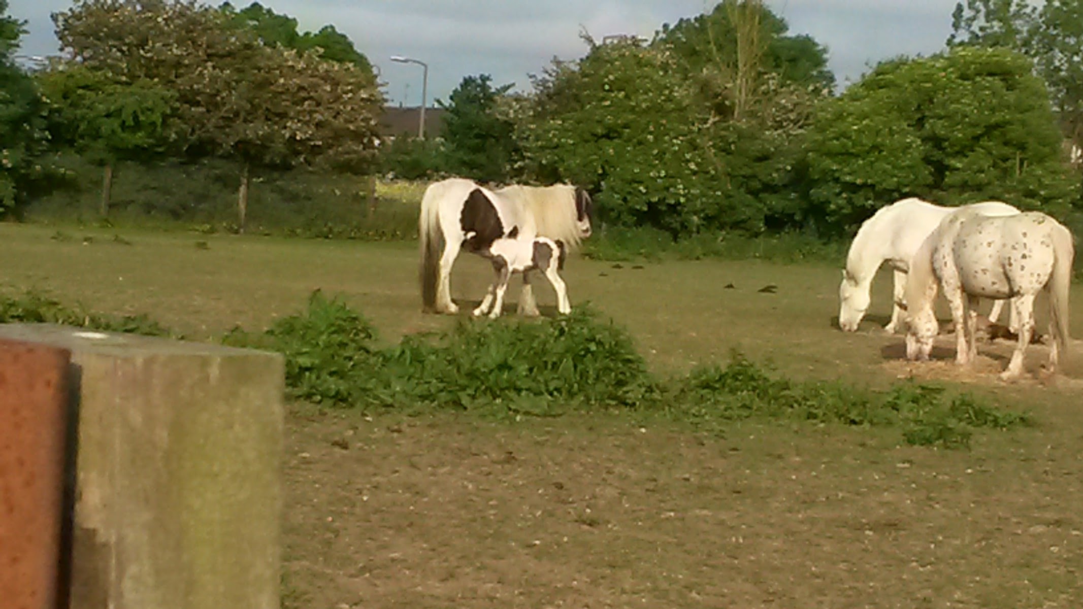 Hill Top Farm