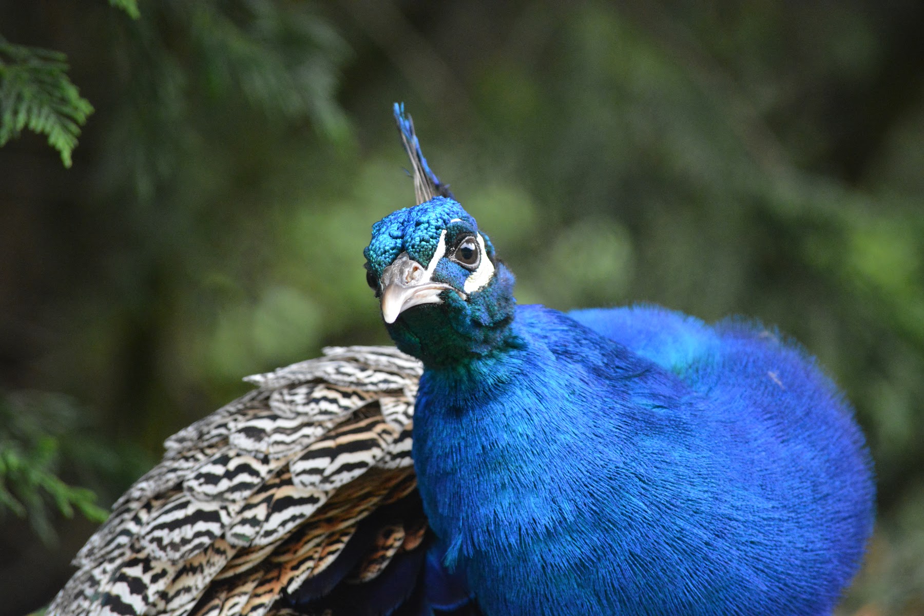 Galloway Wildlife Conservation Park