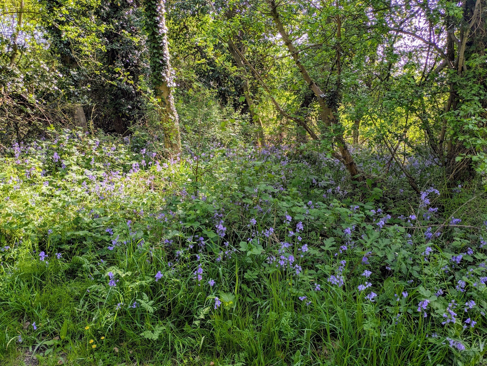 Bellfield Farm