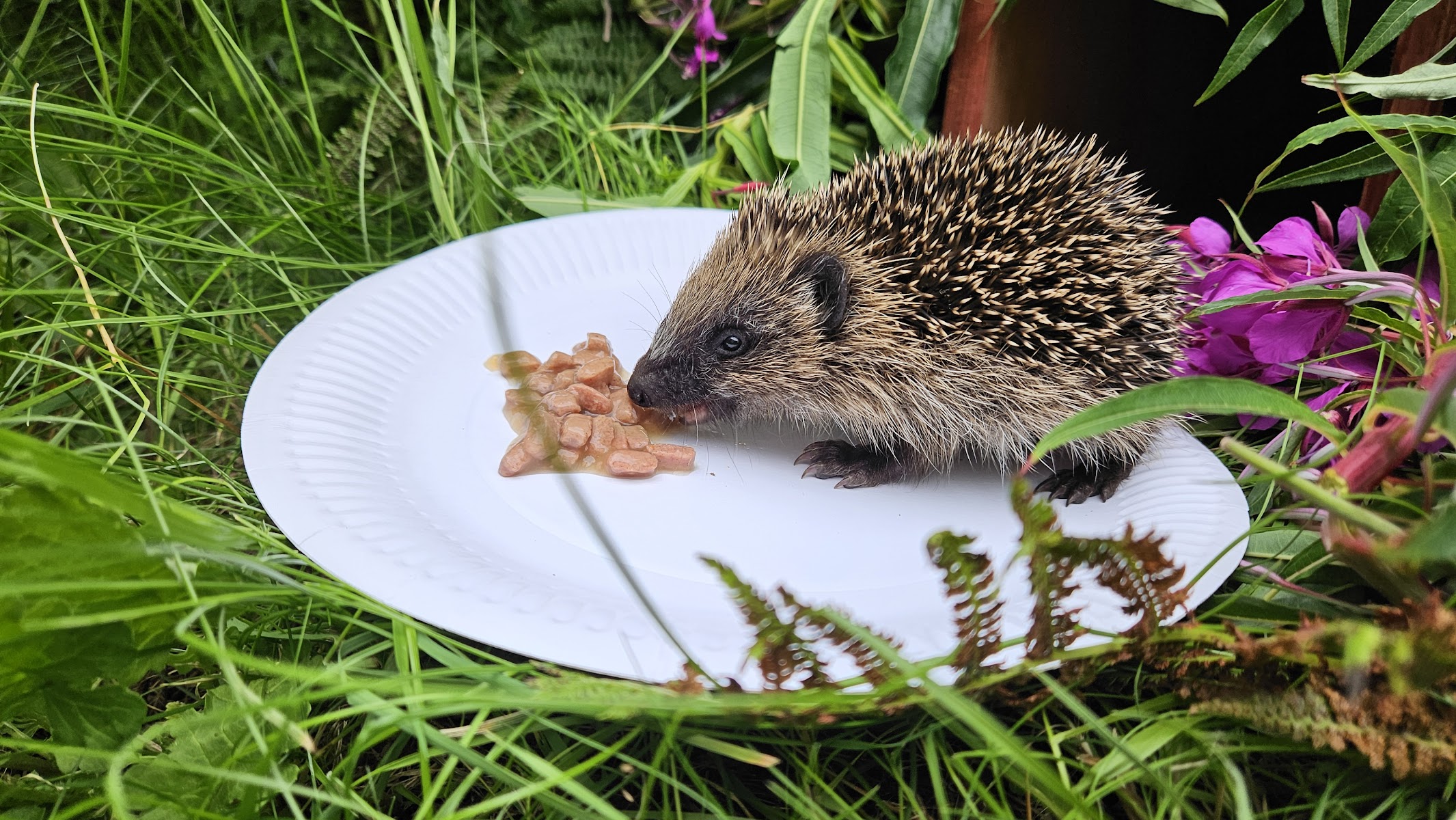 Knox Wood Wildlife Centre