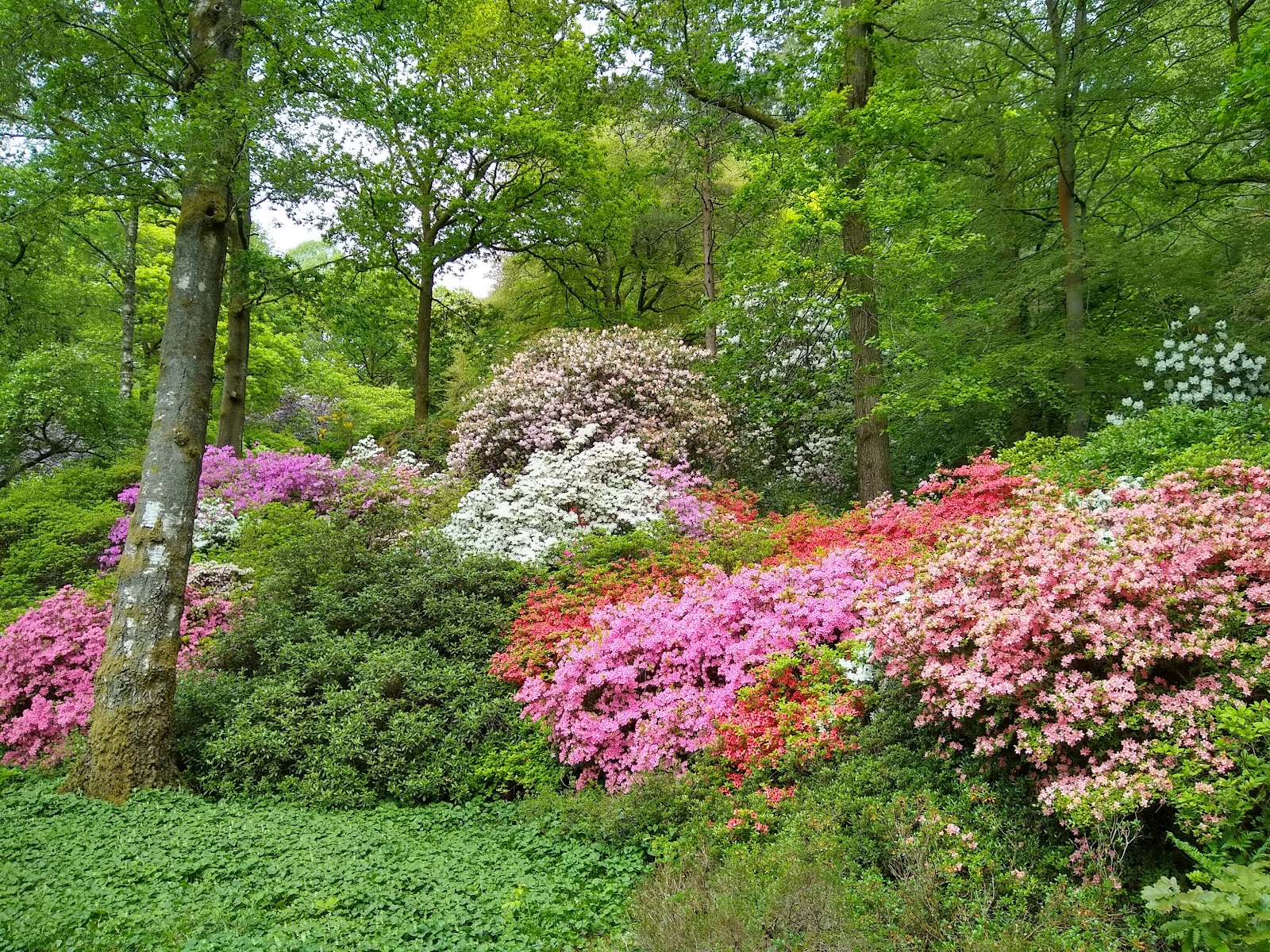 Stag Shaw Gardens
