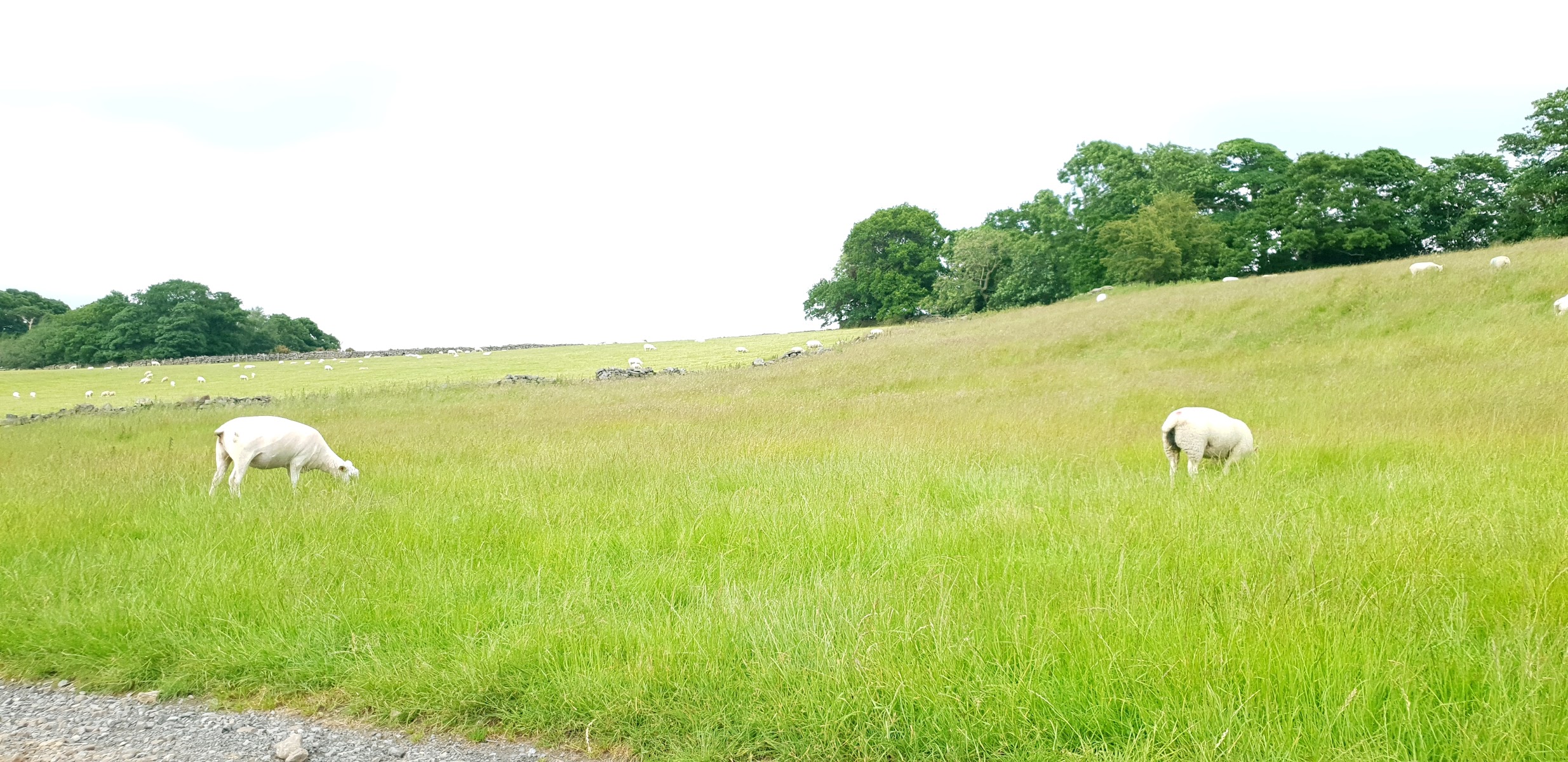 Cragg Hill Farm