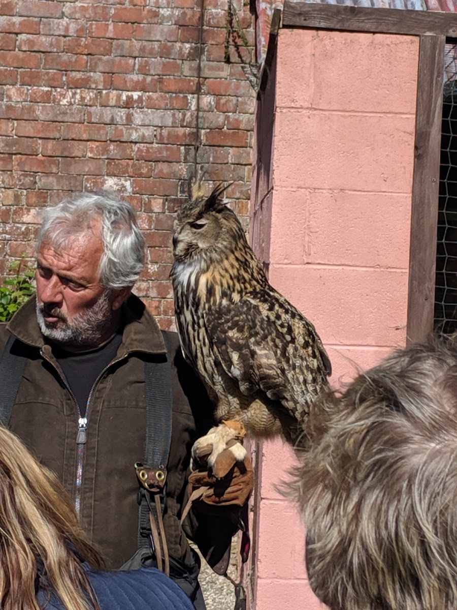 Lakeland Bird of Prey Centre