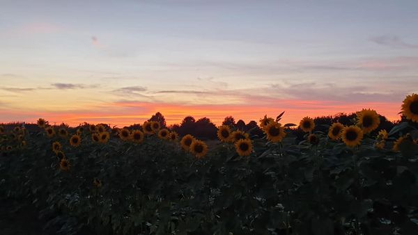 Middle World Farms