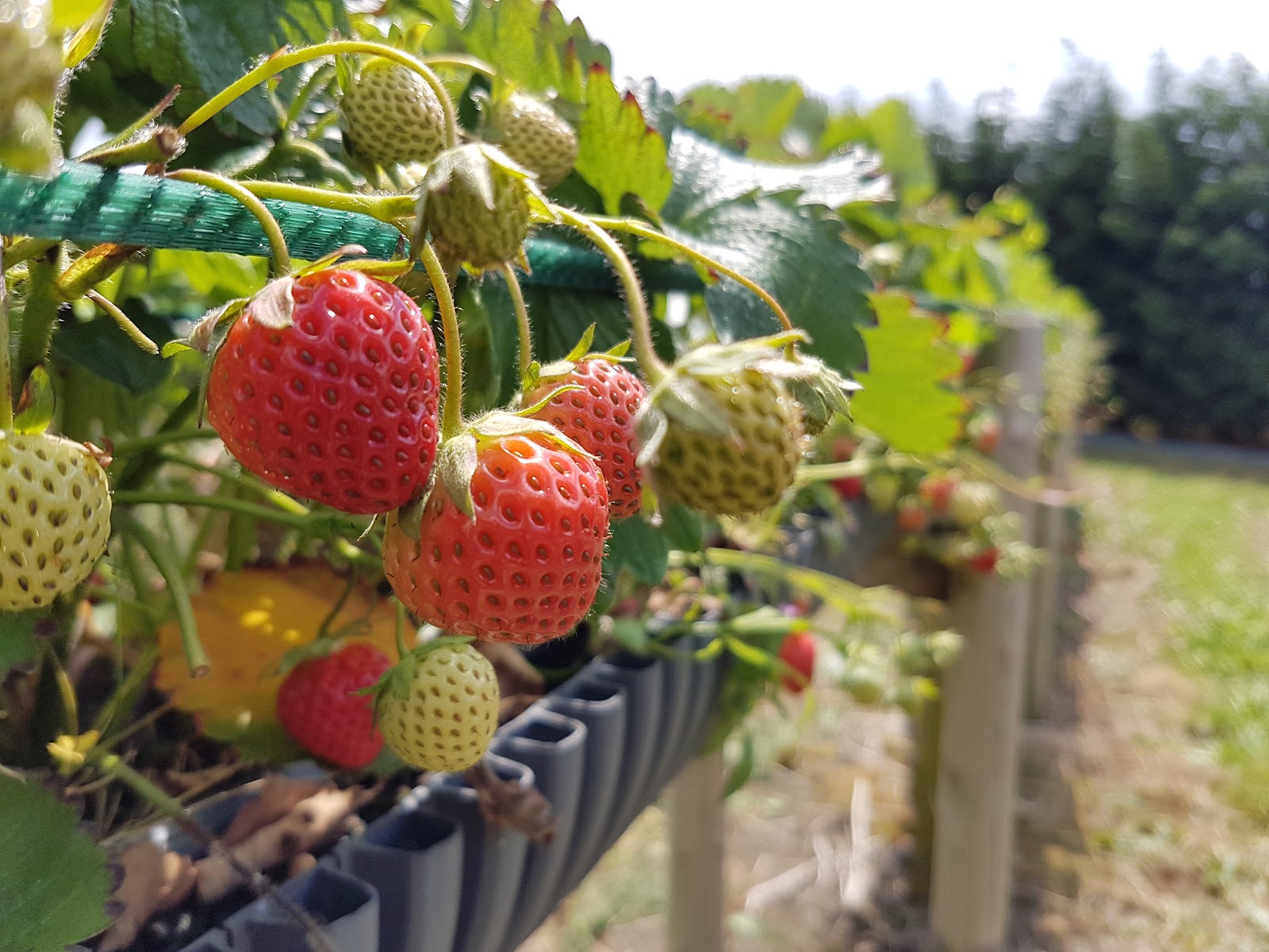 Spinney Farm
