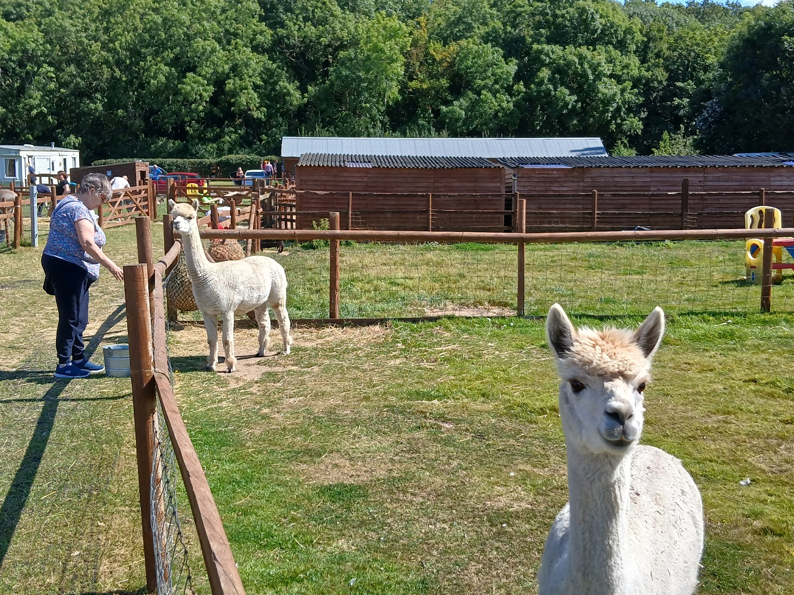 Tiny Steps Petting Farm