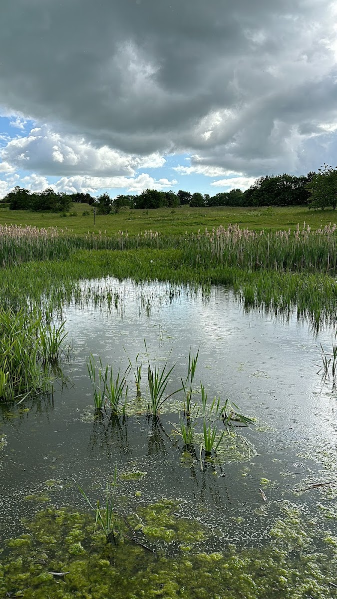Elemore Country Park