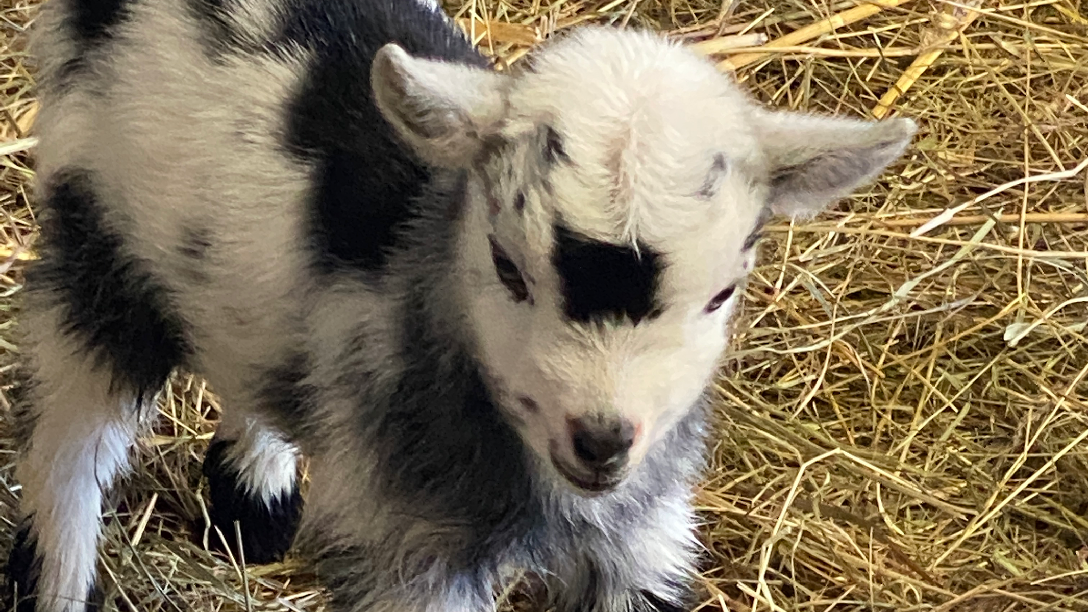 Middle England Farm Alpacas and Care Farm