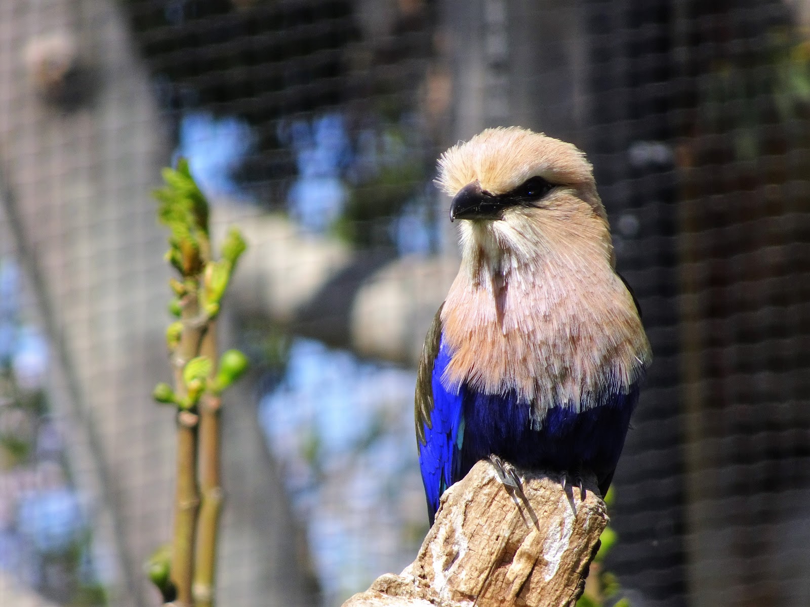 Bird Safari