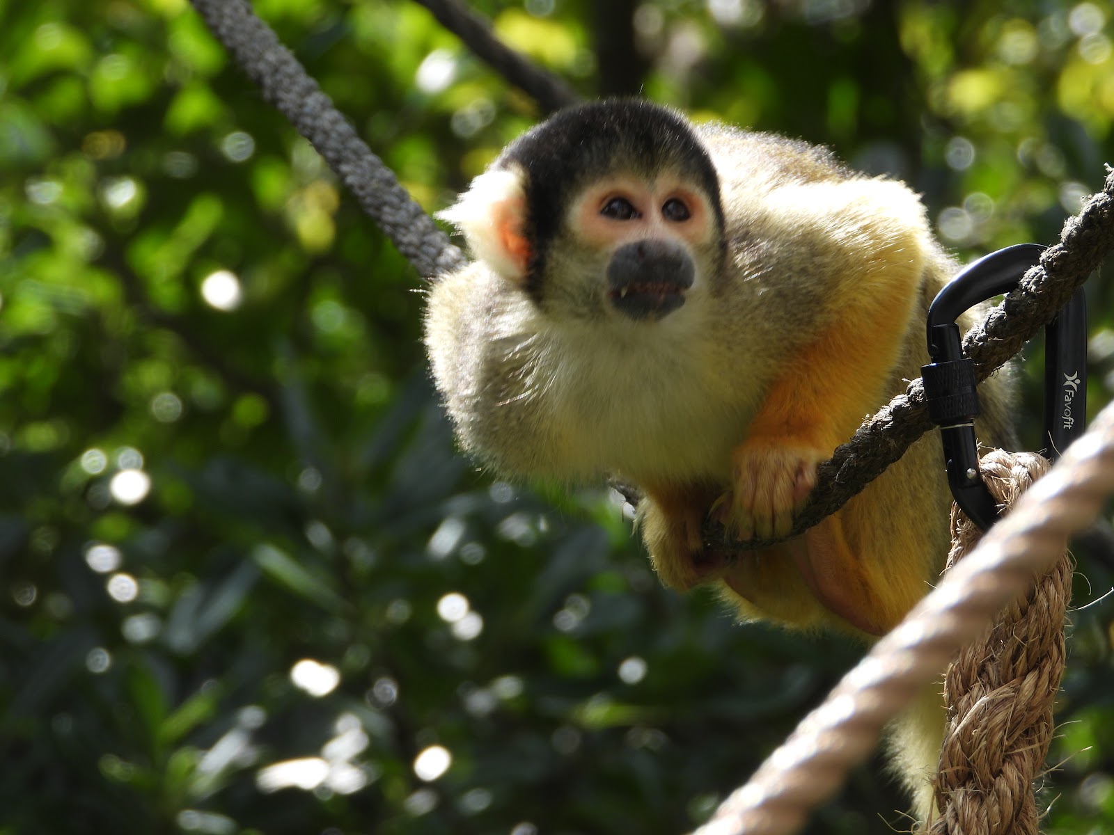 In with the Monkeys