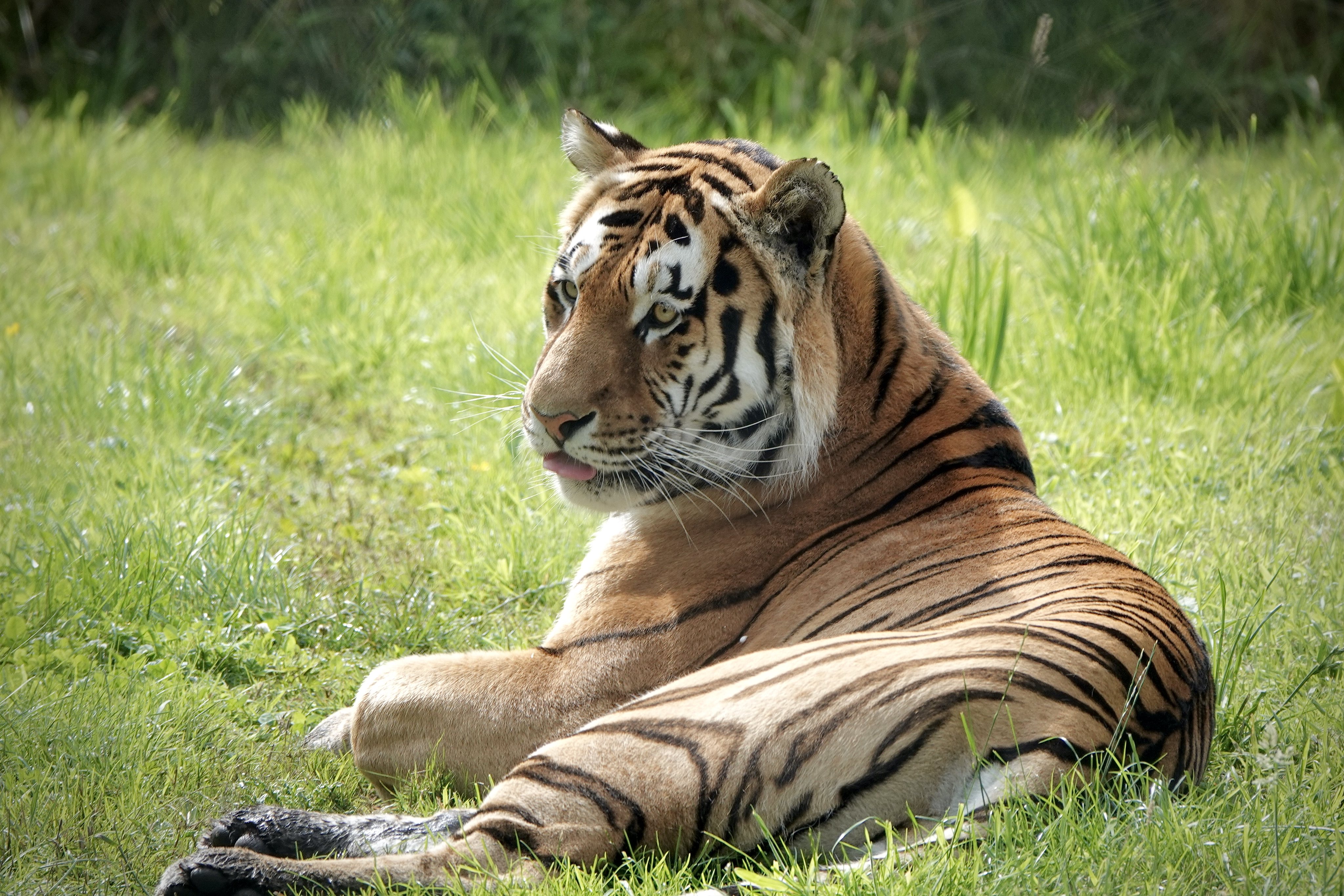 Knowsley Safari