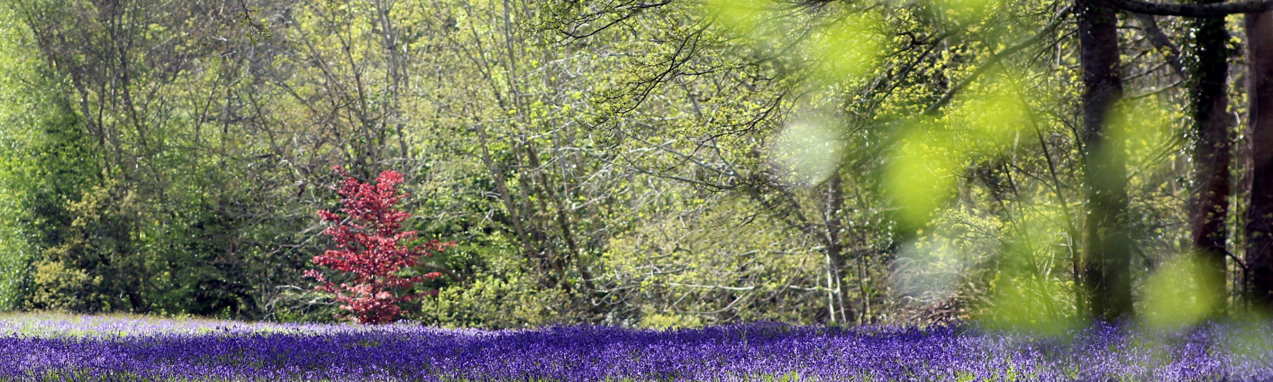 Enys Gardens