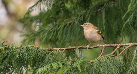 Prideaux Wood Nature Reserve