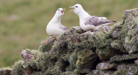 Ropehaven Cliffs Nature Reserve