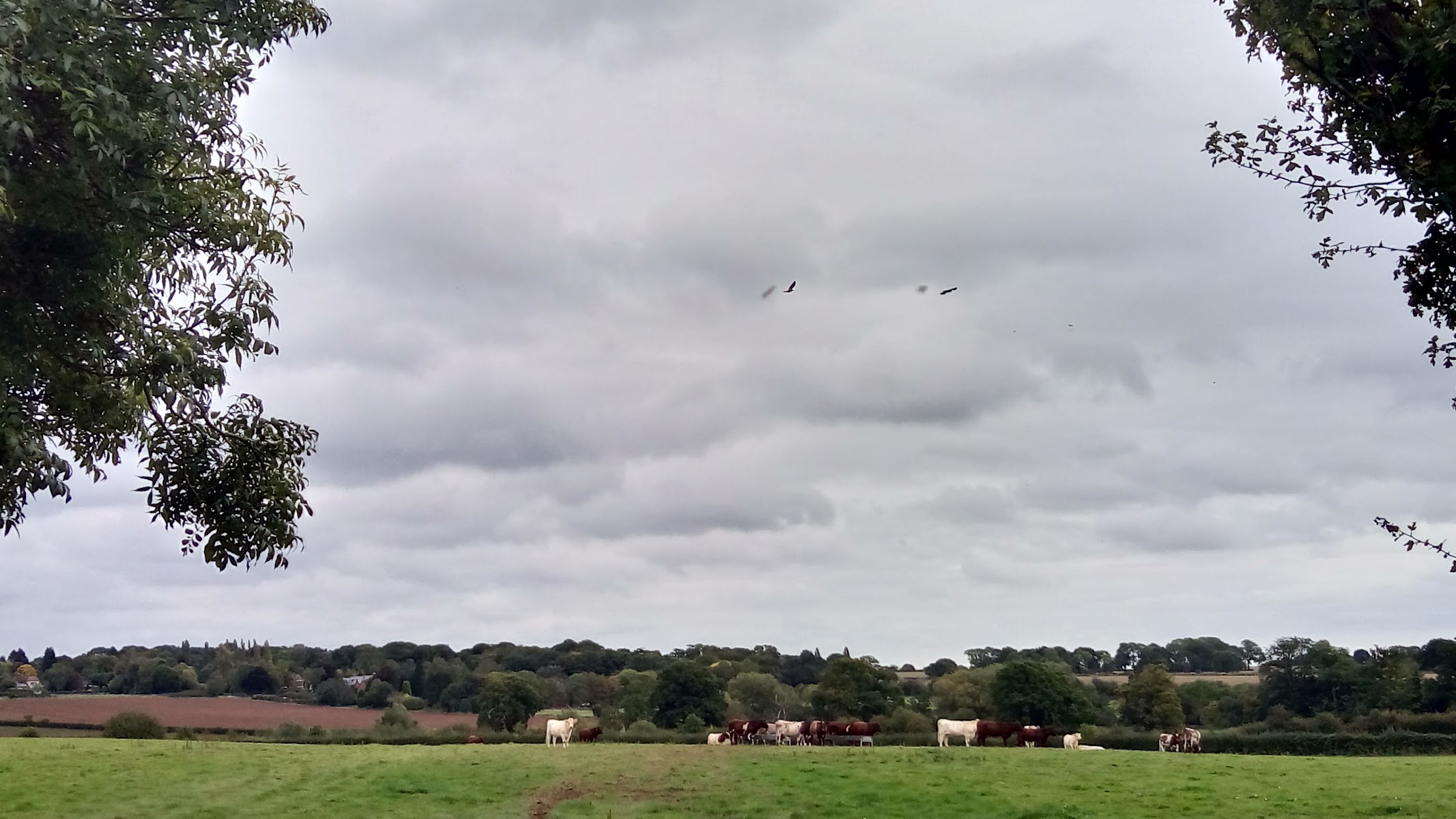 Seven Acres