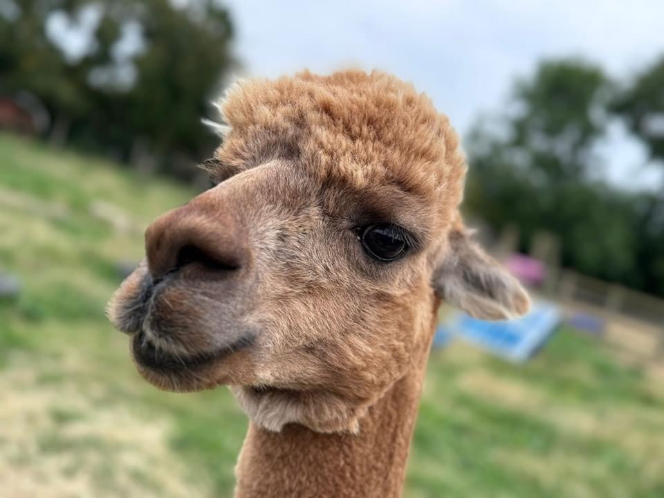 Farm Fun