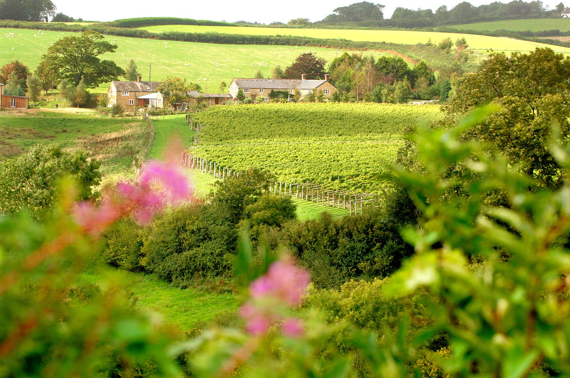 Furleigh Estate Wine Tours