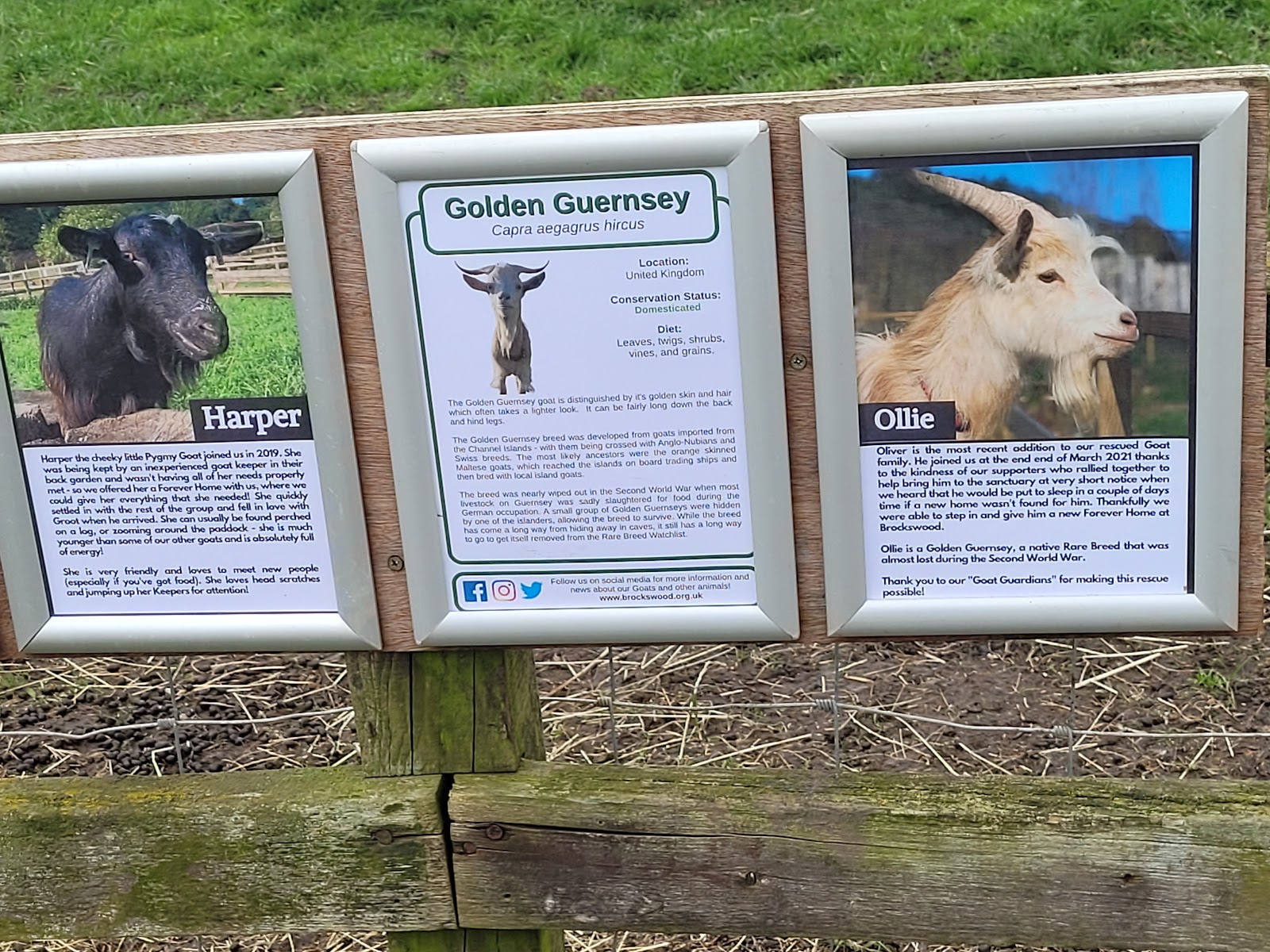Brockswood Animal Sanctuary