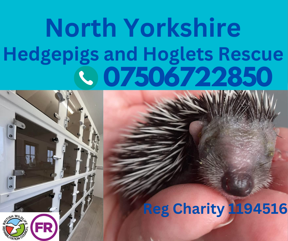 Hedgepigs and Hoglets Rescue