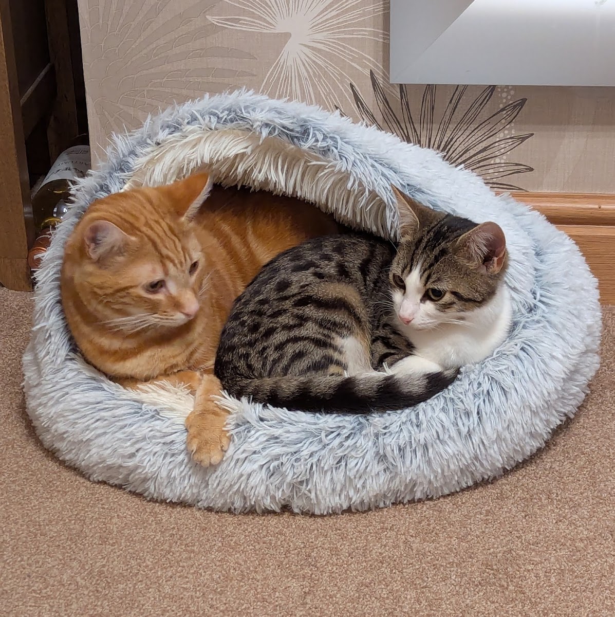 Pawsitive Cattitudes Rescue