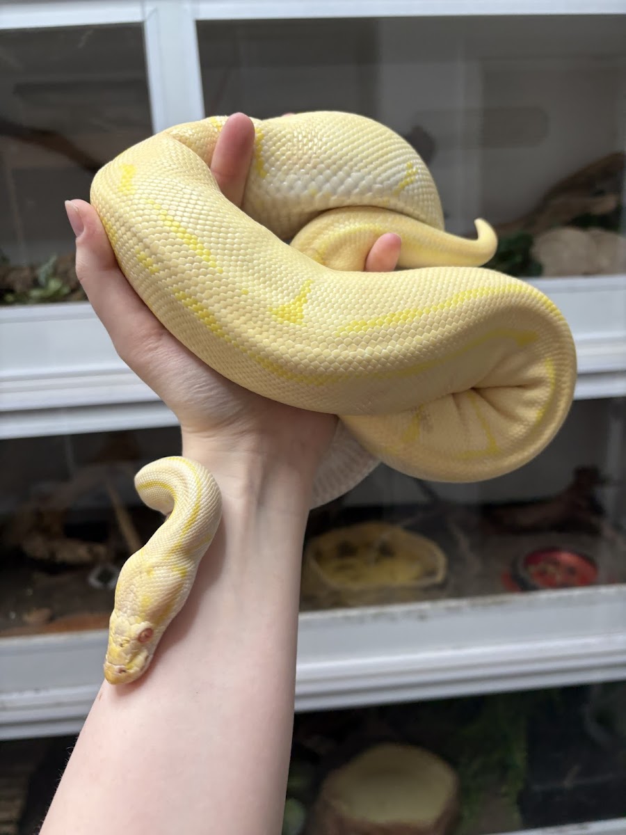 Angels-reptile-retreat