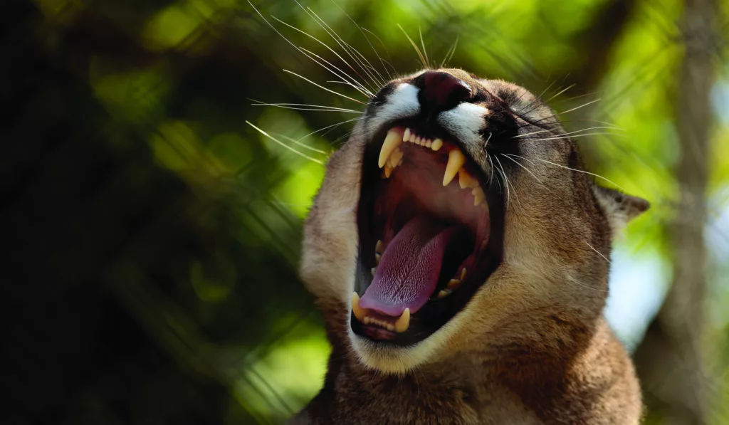 Exmoor Zoo