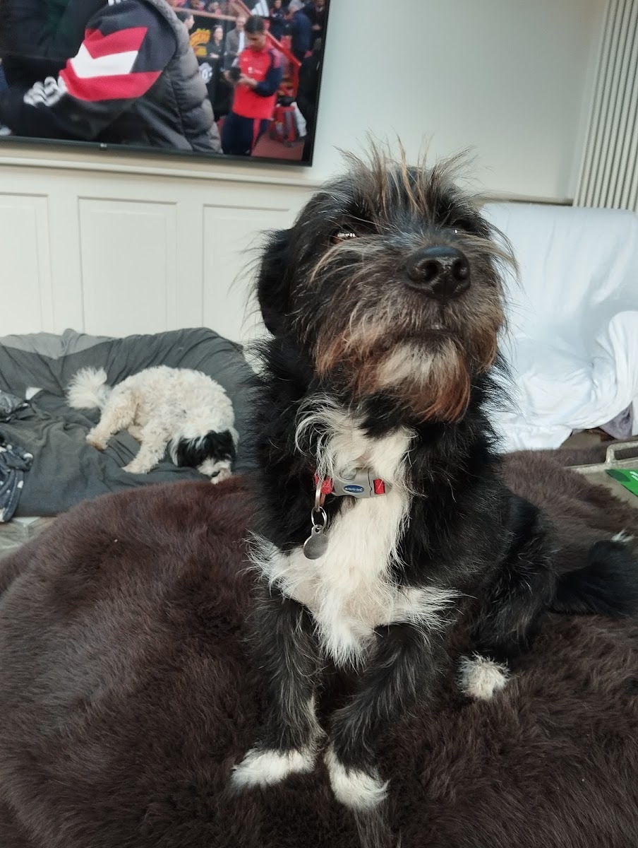 REHOMING RESCUE DOGS – ANIMAL FRIENDS OF TURKEY