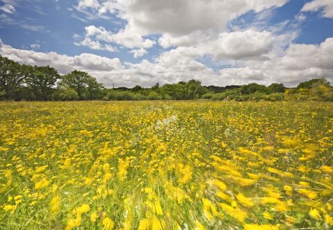 Meshaw Moor