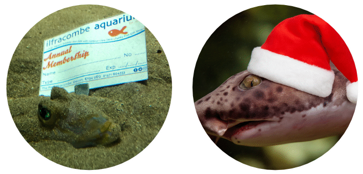 Ilfracombe Aquarium