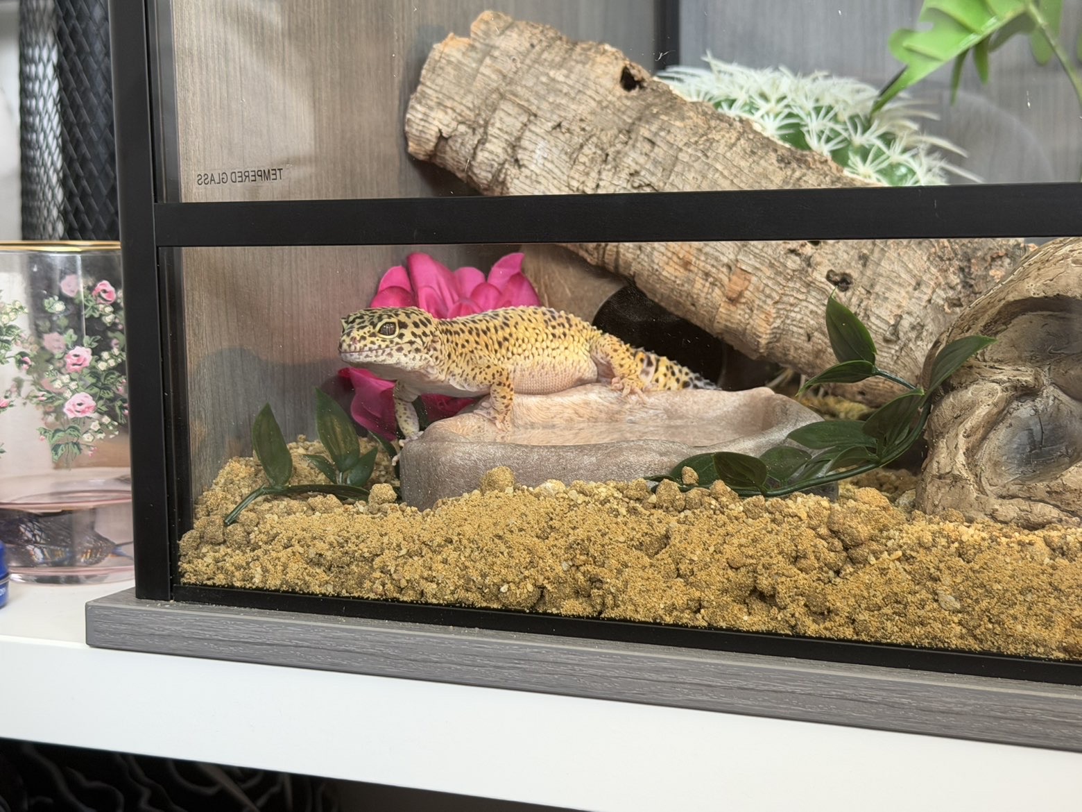 Redlands Reptile Rescue
