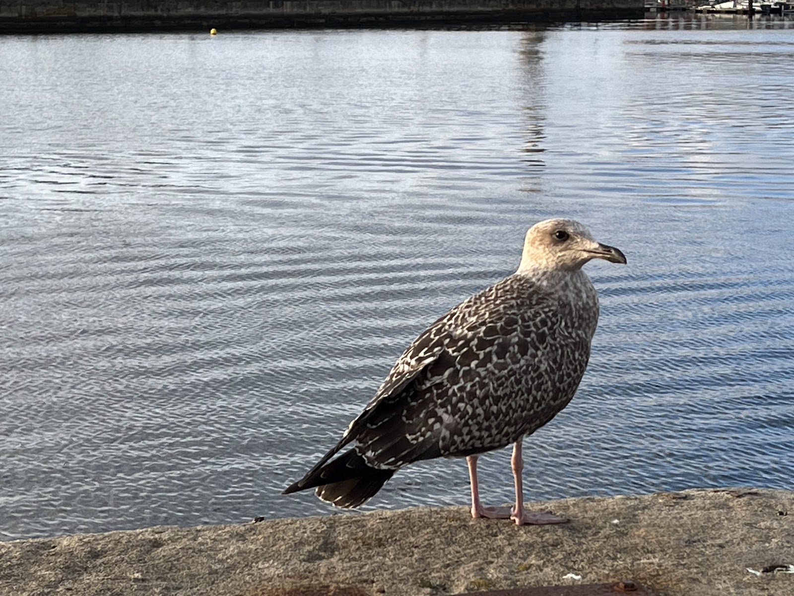 Teesmouth Bird Club