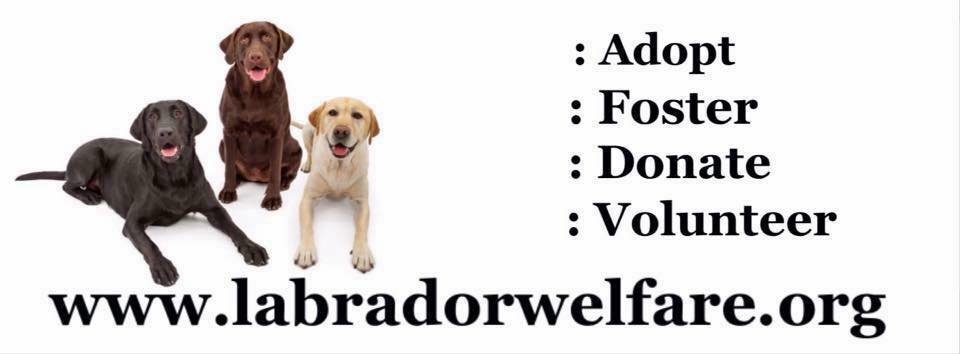 Labrador Welfare