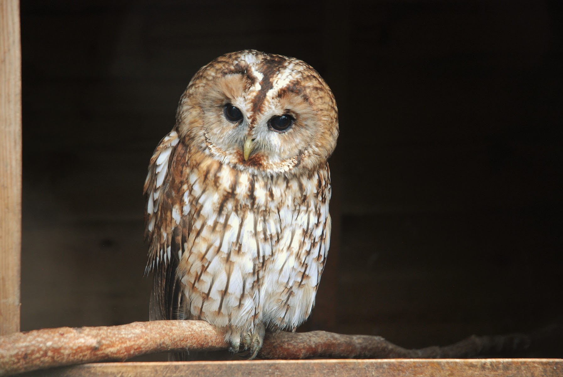 The Wildlife Haven