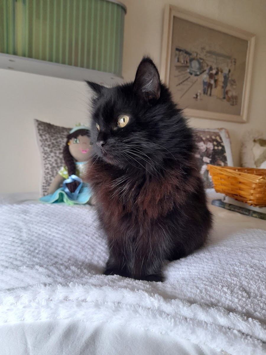The Animal Sanctuary, Wilmslow