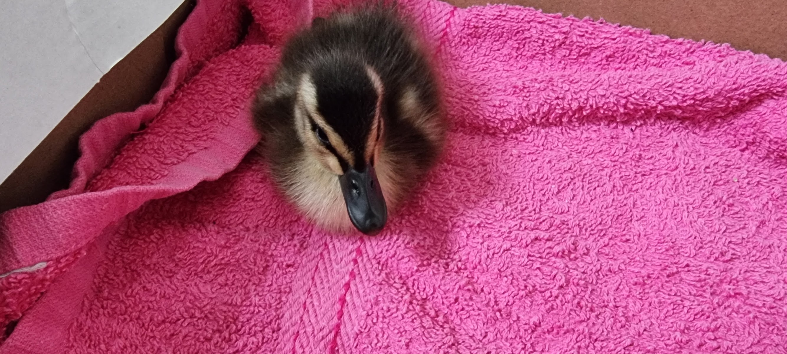 Kirklees Valley Wildlife Rescue