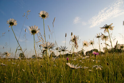 Barton Meadows