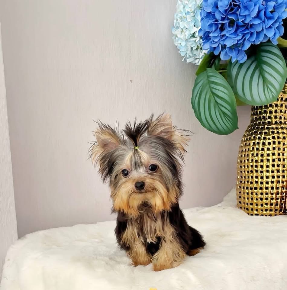 Lucy’s Puppy Adoption Center